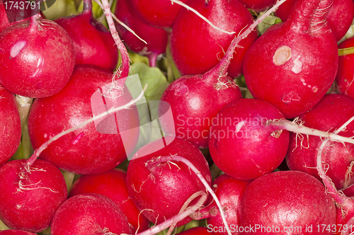 Image of radish