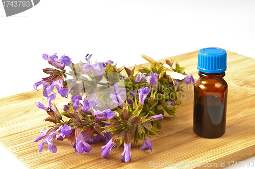 Image of bunch of sage with herbal tincture