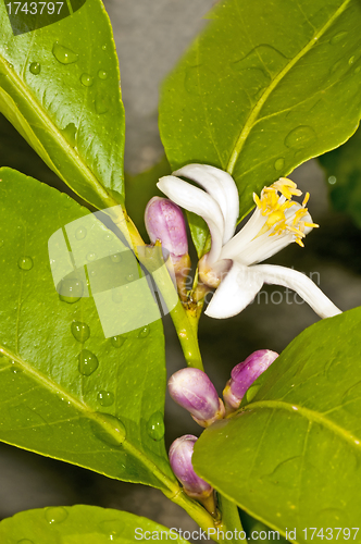 Image of Lemon flower