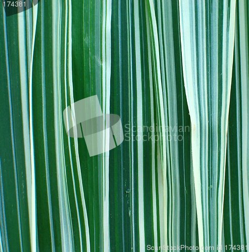 Image of Ribbon Grass Background