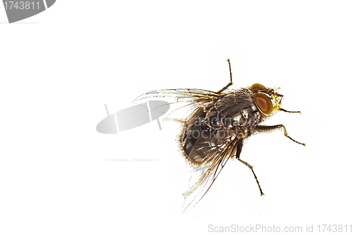 Image of fly