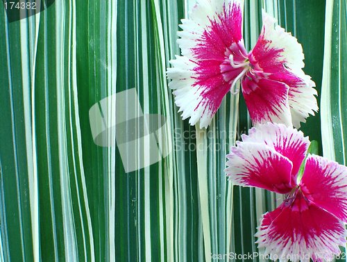 Image of Pink Flowers