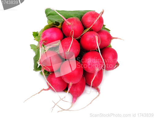 Image of Radish on a white background