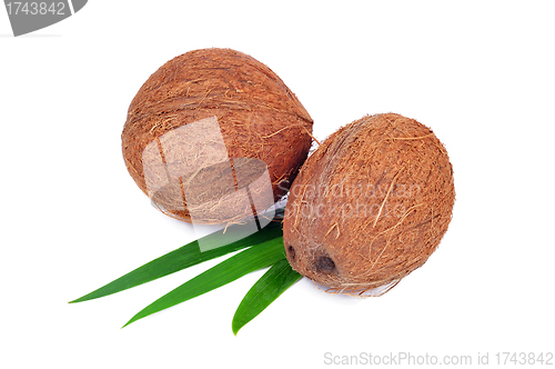 Image of Coconut fruit isolated on white background