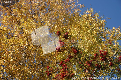 Image of birch and rowan tree