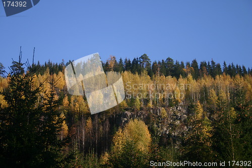 Image of october forest