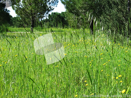 Image of Wild nature. Nicosia. Cyprus