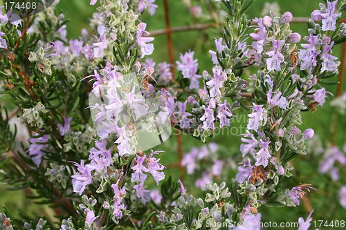 Image of Flowering Rosemary