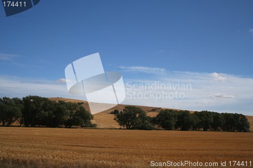 Image of Wheat Fields