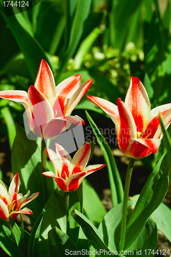 Image of tulips in the garden