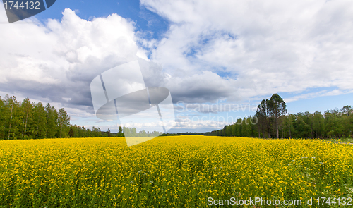Image of Field of Bright Yellow rapeseed in front of a forest