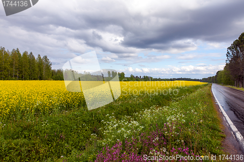 Image of Field of Bright Yellow rapeseed in front of a forest