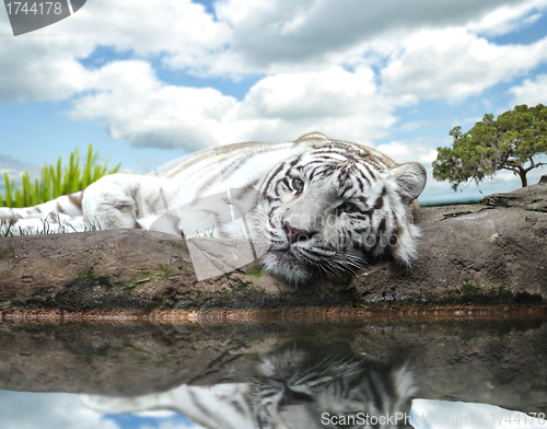 Image of White Tiger