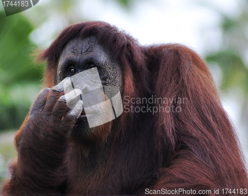 Image of Orangutan (Pongo pygmaeus) portrait 