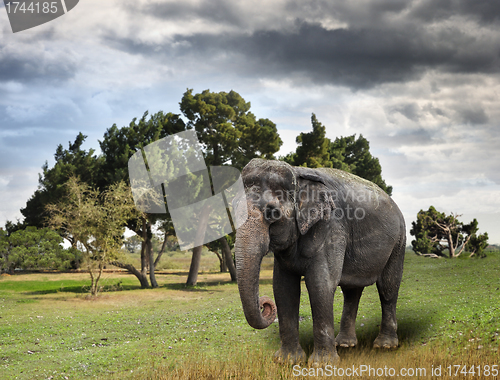 Image of Asian Elephant
