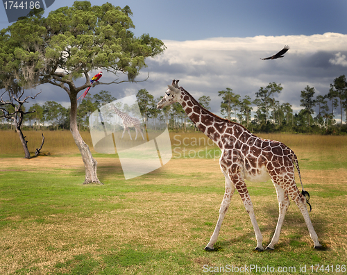 Image of Landscape With Giraffes