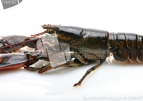 Image of Raw Lobster