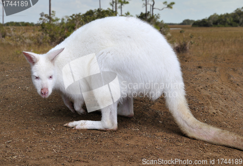 Image of Albino Kangaroo