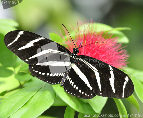 Image of Tropical Butterfly