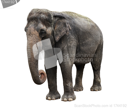 Image of Asian Elephant 