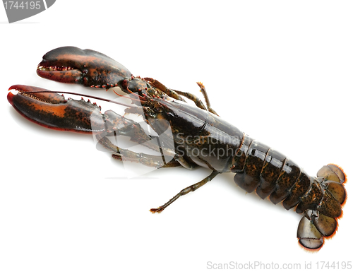 Image of Raw Lobster