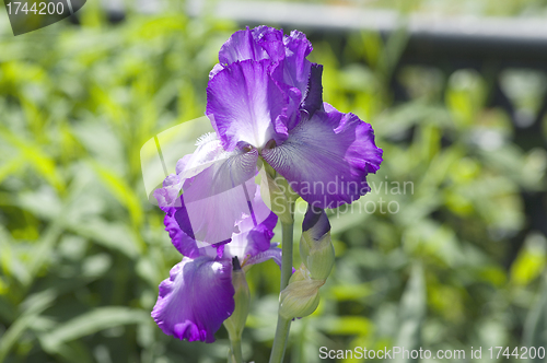 Image of Beautiful purple Iris flower