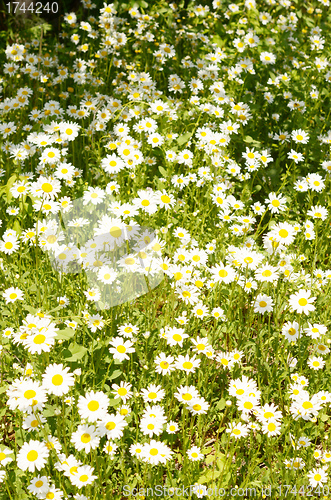 Image of camomiles