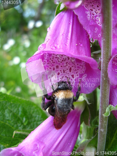 Image of Bumblebee in a flower of lilac bluebell