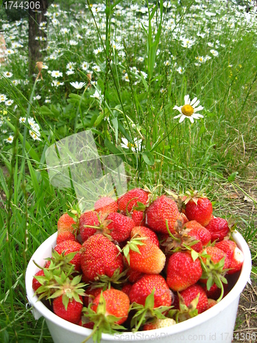 Image of Bucket with a strawberry