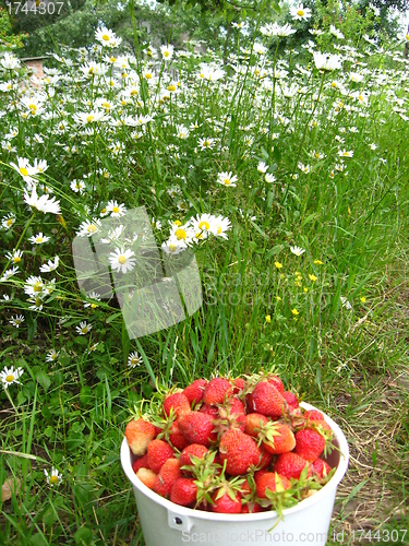 Image of Bucket with a strawberry