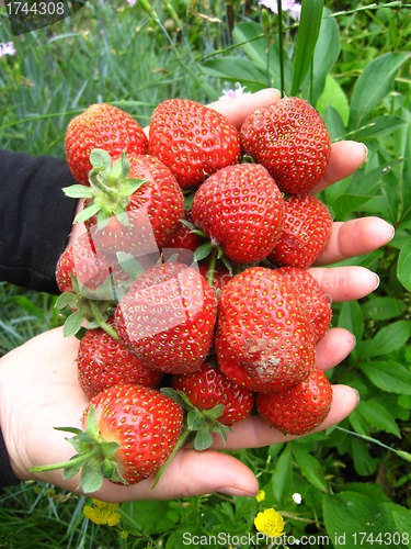 Image of Palms full strawberries