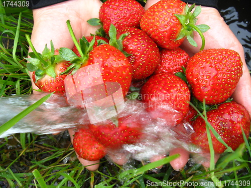 Image of the washing of the fresh  strawberry