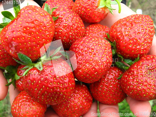 Image of Palms full strawberries