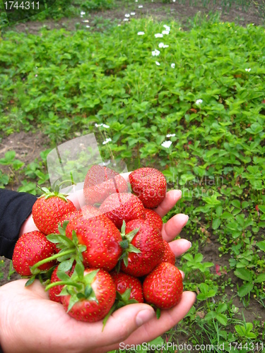 Image of Palms full strawberries
