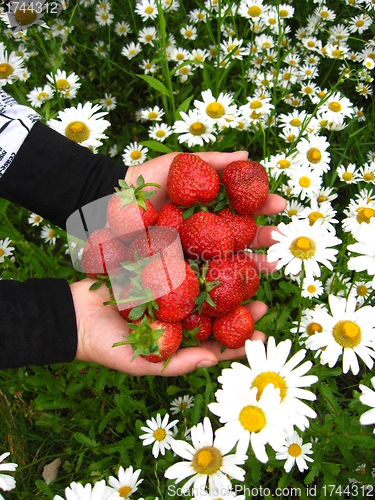 Image of Palms full strawberries above camomiles