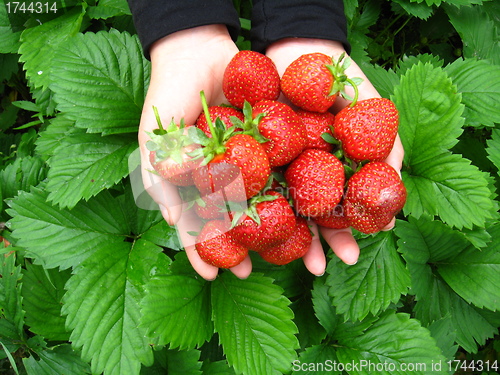 Image of Palms full strawberries