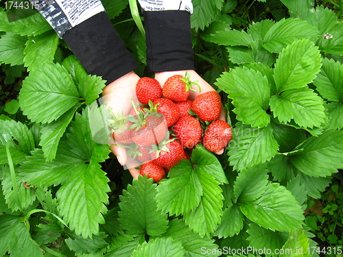 Image of Palms full strawberries