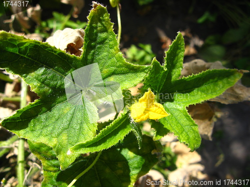 Image of Flower of a cucumber with leaves