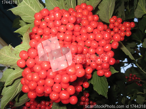 Image of Clusters of a red ripe guelder-rose