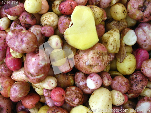 Image of the harvest of potatoes