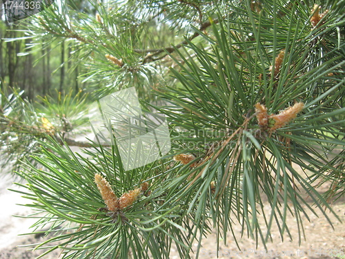 Image of Branches of a young pine