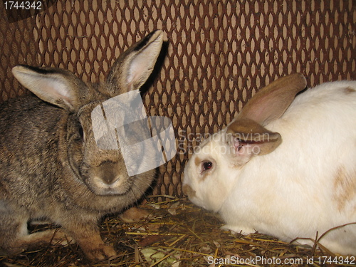 Image of Pair domestic rabbits