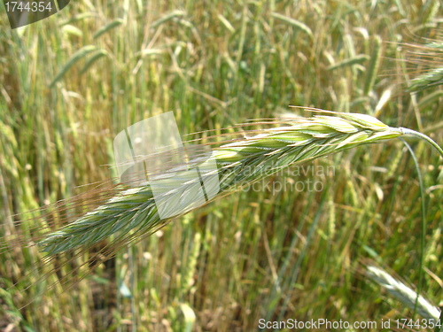 Image of spikelets of the wheat