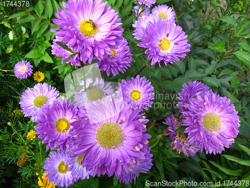Image of The flowers of blue beautiful aster