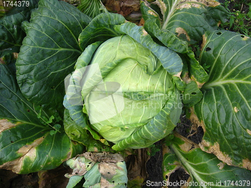 Image of Head of cabbage