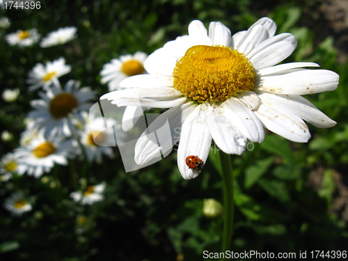 Image of little ladybird climbing on the chamomile