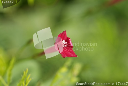 Image of Small red flower