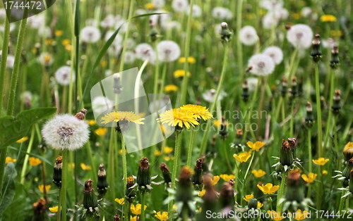 Image of dandelions 