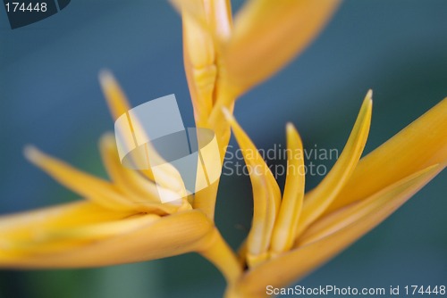 Image of Flower abstract