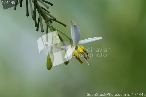 Image of Close-up of very small orchid